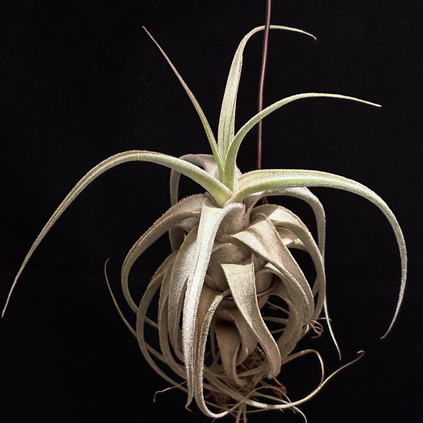 イチイ花台 楽天市場】盆栽 一位 樹高 上下 約19cm いちい Taxus cuspidata