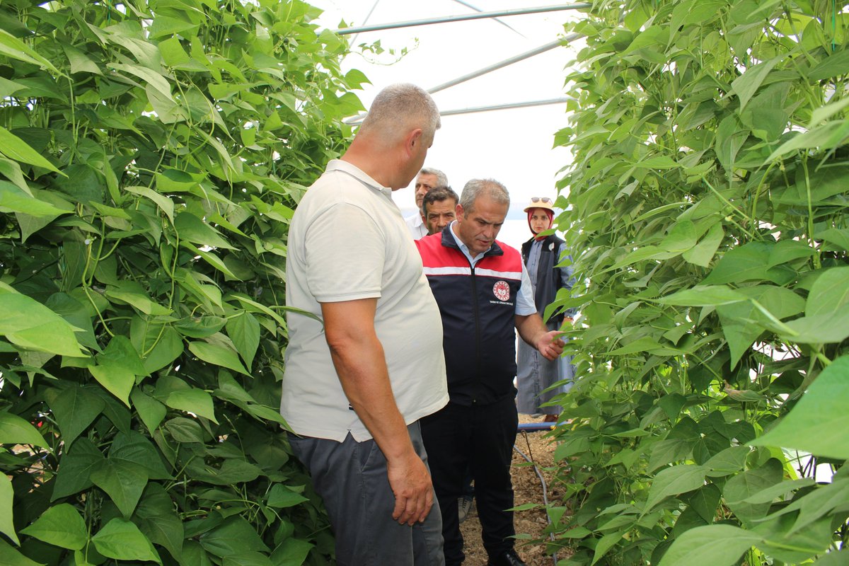 İl Müdürümüz Yasin ÖNDER, teknik personellerimiz eşliğinde İlimiz Klavuzlar Mahallesinde örtüaltı sebze yetiştiriciliği yapan Ercan Gaffuroğlu’ nu ziyaret etti.
#ÜretenKarabük
#KarabükTarım
<a href="/TCTarim/">T.C. Tarım ve Orman Bakanlığı</a> <a href="/ibrahimyumakli/">İbrahim Yumaklı</a> <a href="/onderyasin74/">yasin önder</a>