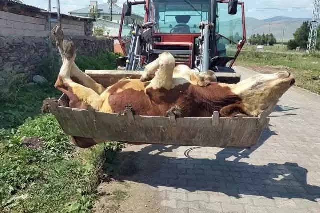 #SONDAKİKA
Kars ve Ardahan'da bu görüntüler sıradan hâle geldi? 

Köylüler Şap Aşılarından Sonra Olduğu Söylüyorlar