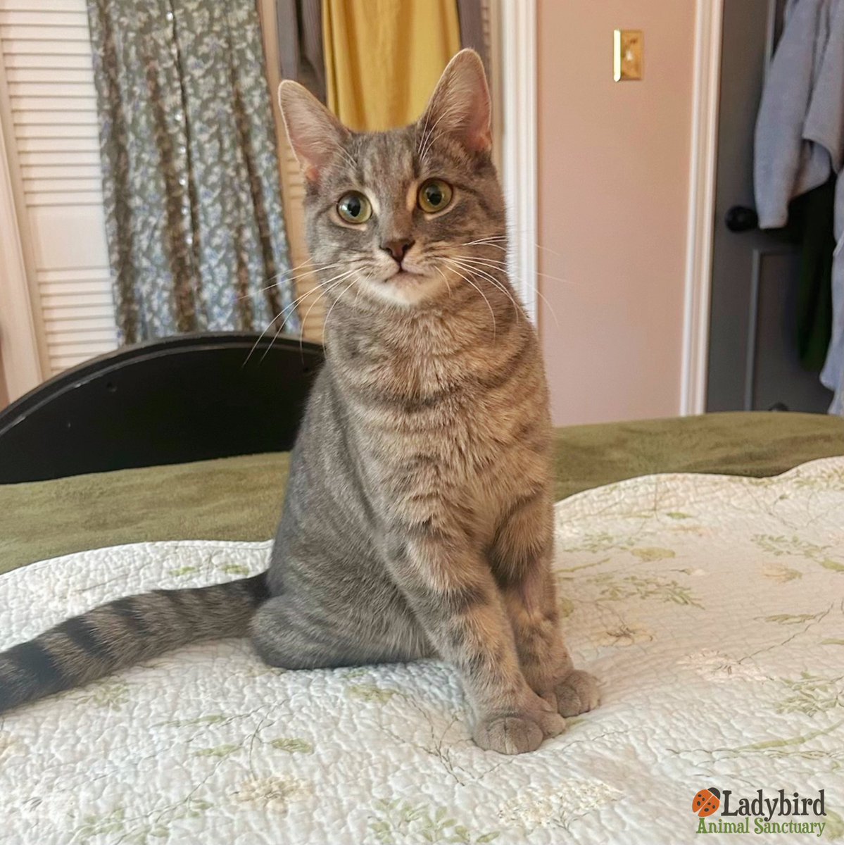 Miss Ellie the polydactyl kitty is available for adoption! 
❤️
See Miss Ellie’s profile at our website and apply to adopt her today! 
ladybirdanimalsanctuary.com/las1802

#lookwhatlovecando #adoptdontshop #dontshopadopt #rescuecat #adoptable #polydactylcat