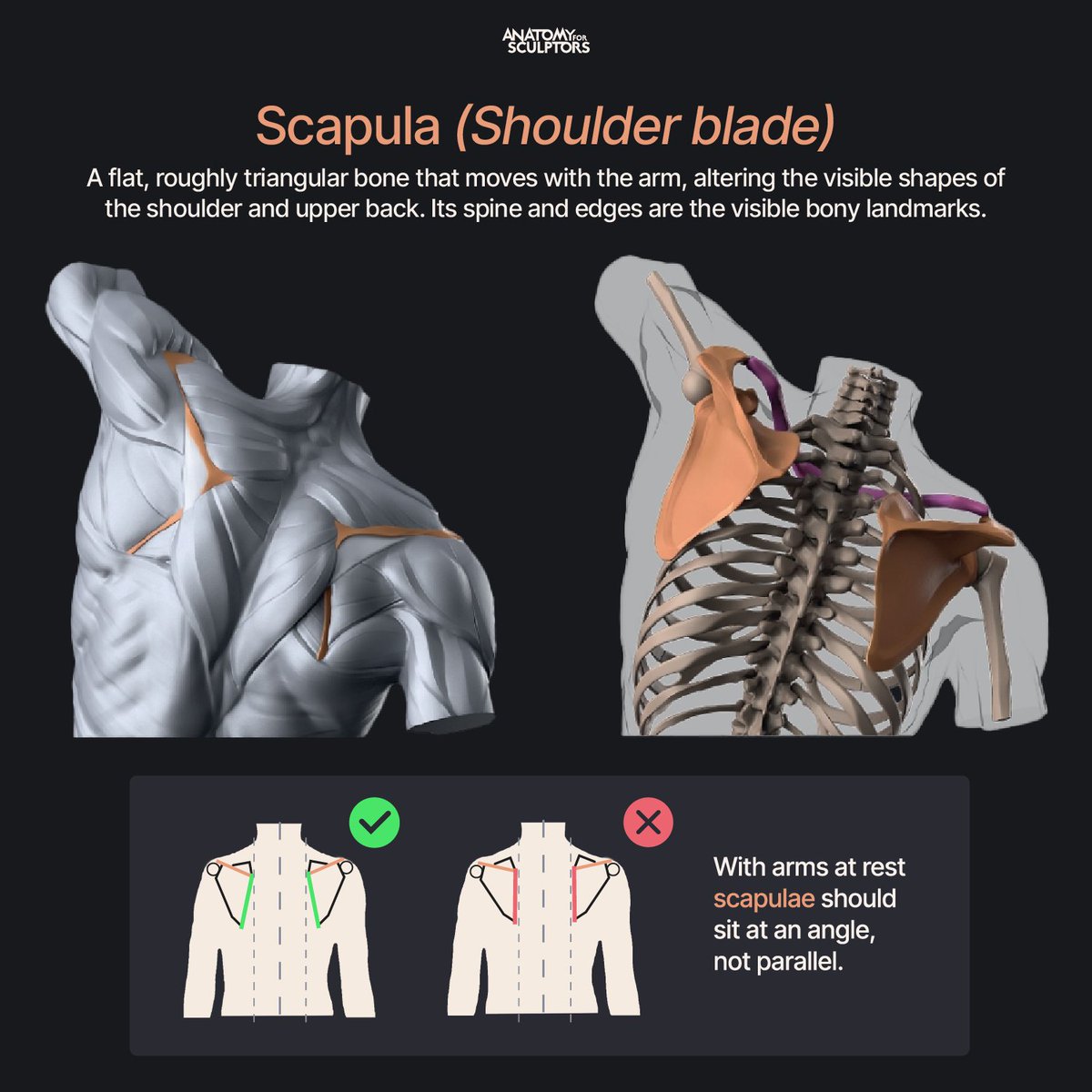 A flat, roughly triangular bone that moves with the arm, altering the visible shapes of the shoulder and upper back. Its spine and edges are the visible bony landmarks. #anatomy #scultping #characterdesign #3dmodeling