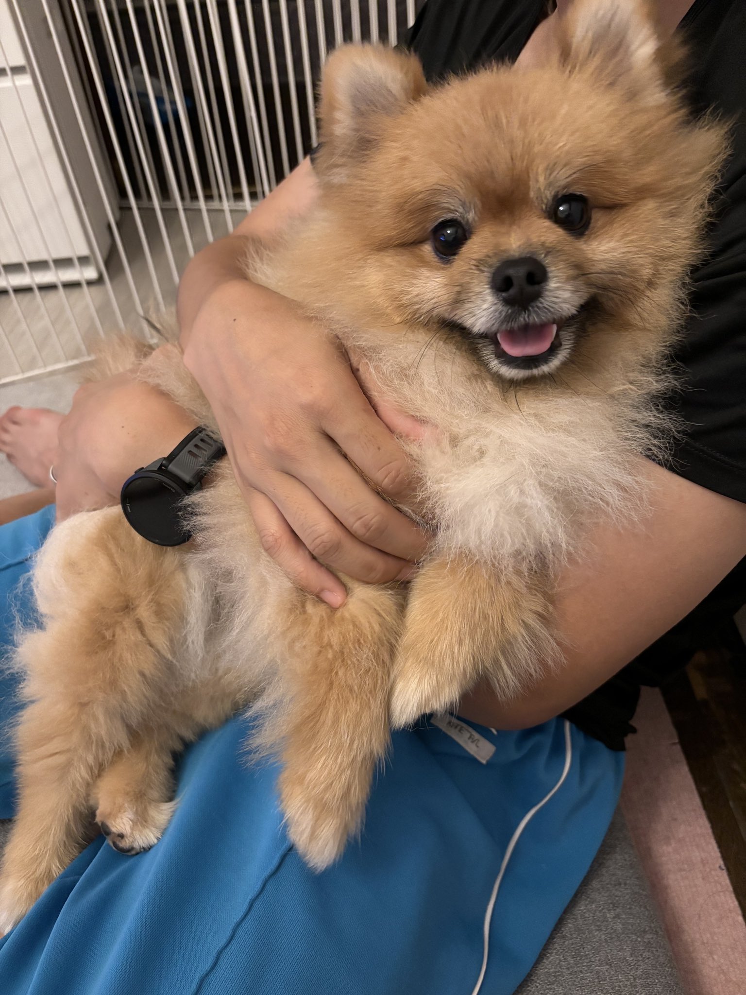 ★イヌネコ Pet好き★ Pet Select by Nihonikuji ペットセレクト(公式) 高級 ペット