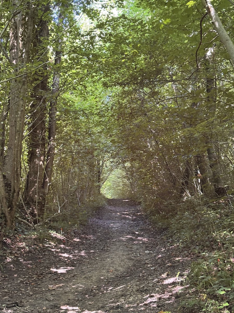 SCustine's tweet photo. 🌲 La tradition orale raconte qu’Astolphe de Custine affectionnait cette allée des bois de Fervaques. Se promener était, pour lui, le secret de la santé… et de l’élévation de l’âme.
« Peut-être auriez-vous joui comme moi de l'harmonie divine. » (à La Grange, 1820).
#custine https://t.co/YY0Y2Fmgiv