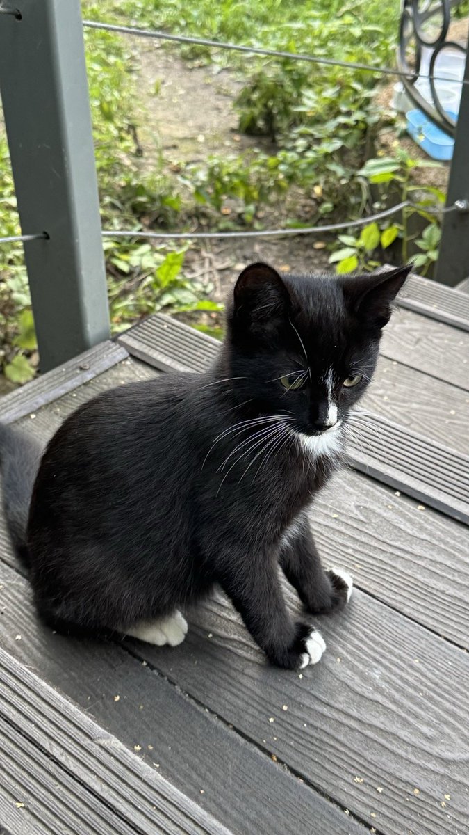 trifosha's tweet photo. Found this cutie in park🥺 If you’ve ever made money selling a cat-themed memecoin and you don’t have a cat, you have to get one!😜
Does anyone want to get a pet in Moscow?
#AdoptACat
#CatLover
#FurryFriend
#GetACat
#CatLife
#PawsAndClaws
#MeowTime
#KittenLove
#FelineFriends
#CatAdoption