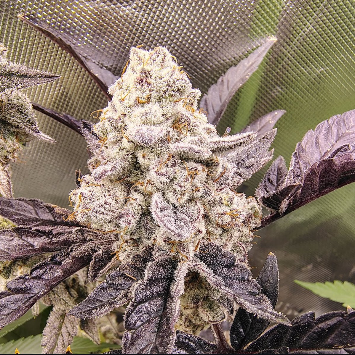 fullmoonfarms707 (@fullmoon7071) on Twitter photo 5280 Dante's x RS-11
🍇 Now n' laterz 5280 Dante's x RS-11
🍇 Now n' laterz