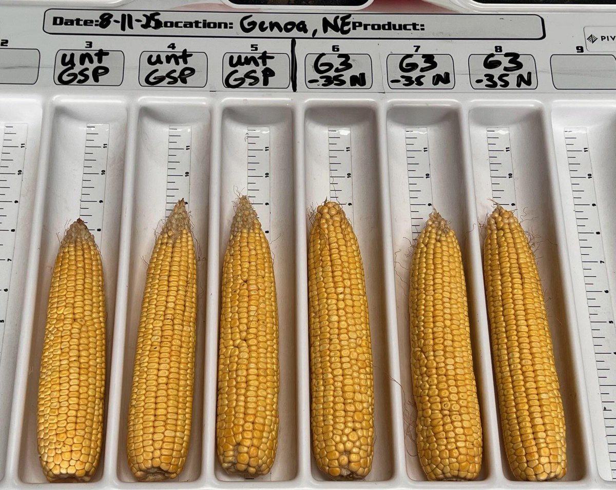 ProvenG3 delivering results in Nance County ✅
Strong root structure + consistent ear development.
Untreated GSP avg: 17 x 38
ProvenG3 avg: 18 x 41
🌽 Bigger, stronger, better yields ahead. <a href="/PivotBio/">Pivot Bio</a> #FieldProven #NextGenFarming