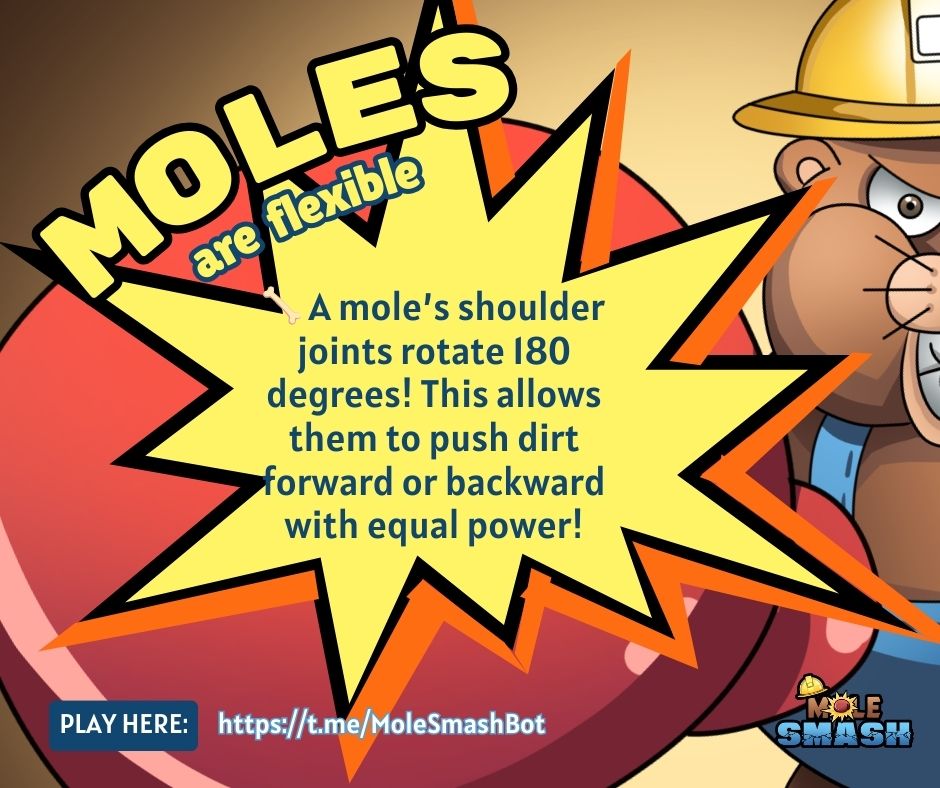 Mole_Smash's tweet photo. Mole Facts Wednesday! 🐾

🦴 A mole’s shoulder joints rotate 180 degrees!
🔁 This allows them to push dirt forward or backward with equal power!

Want to learn more fun mole facts? Stay tuned! 🔍
🎮 Play now: 🔗 https://t.co/Ejbank0OYi https://t.co/84UzXu3WXB