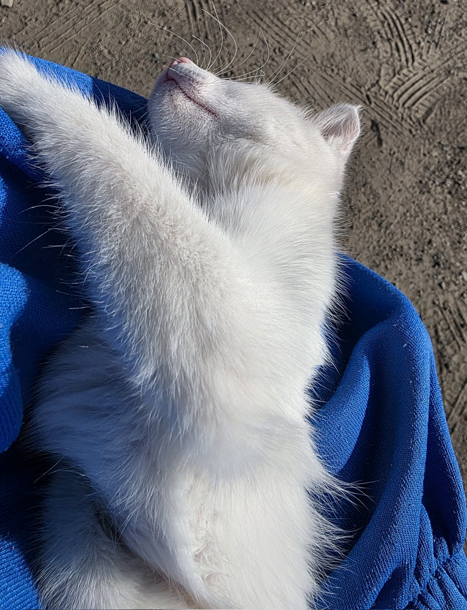 Kedonun güzellik halis mi