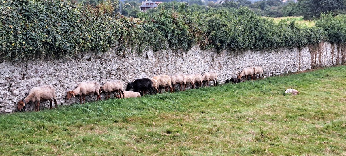 En el recreo vs castigadas en el recreo.