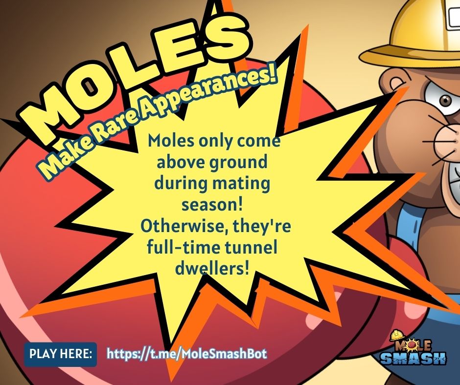 Mole_Smash's tweet photo. Mole Facts Wednesday! 🐾

💘 Moles Make Rare Appearances!
Moles only come above ground during mating season! Otherwise, they're full-time tunnel dwellers!

Want to learn more fun mole facts? Stay tuned! 🔍
🎮 Play now: 🔗 https://t.co/Ejbank1mNQ https://t.co/ymSER6kW9P