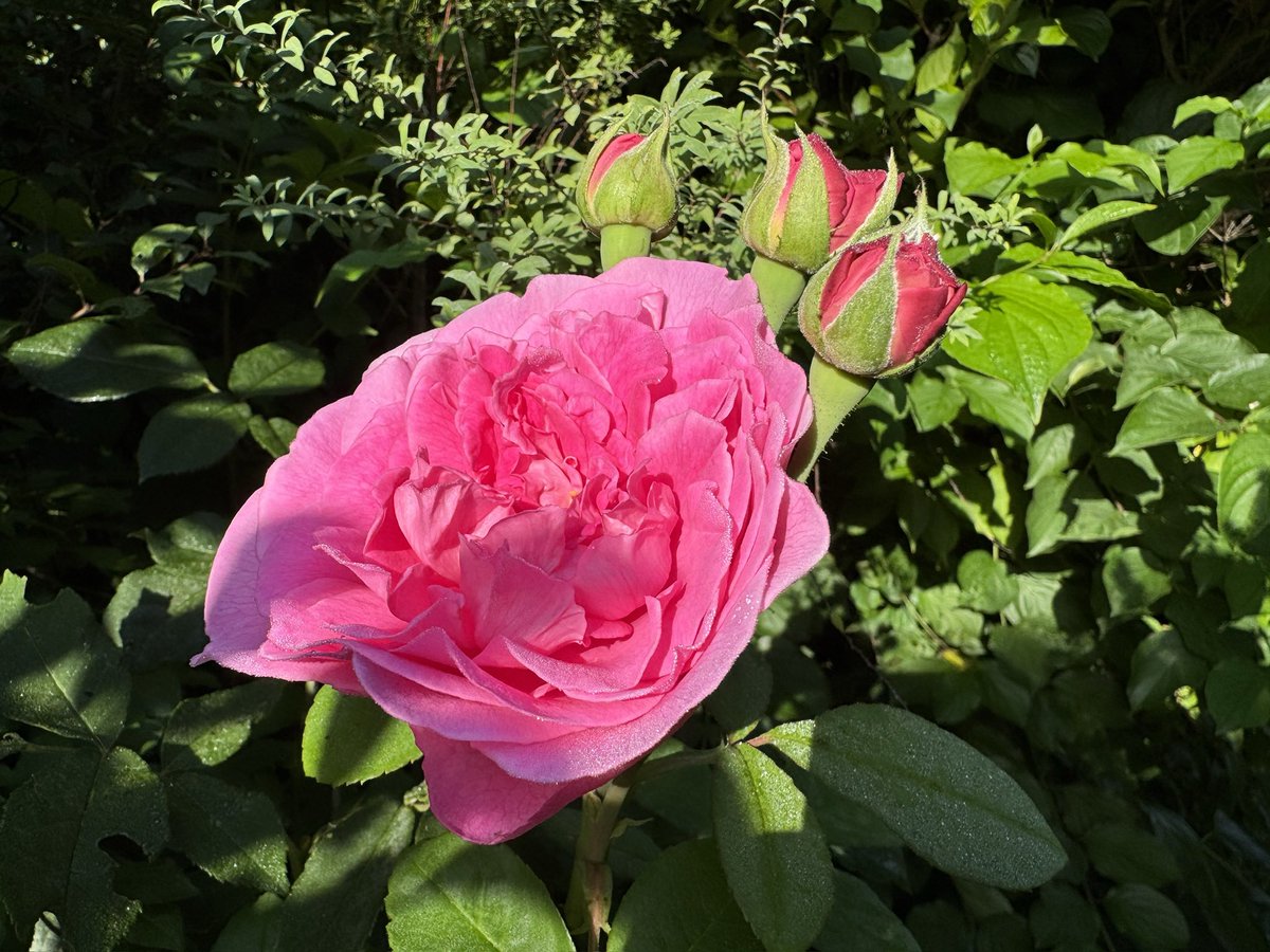 #RoseWednesday A good year for roses. Heuer ist wirklich ein gutes Rosenjahr.