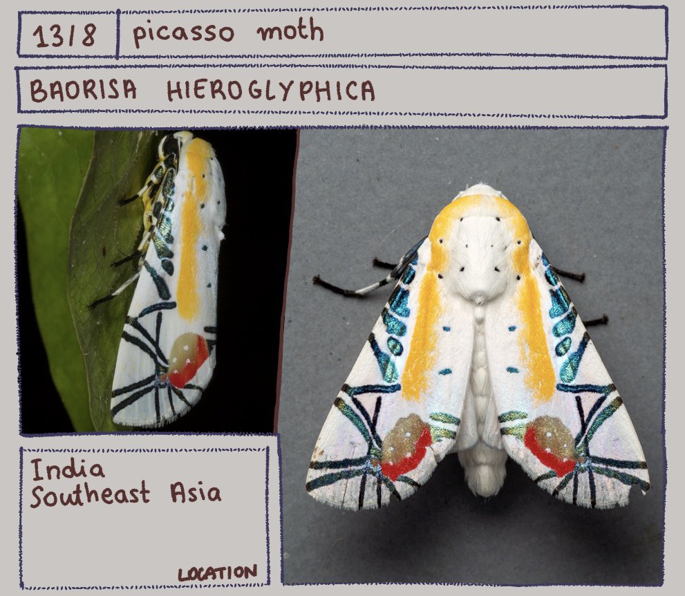 Bug of the day
Baorisa hieroglyphica