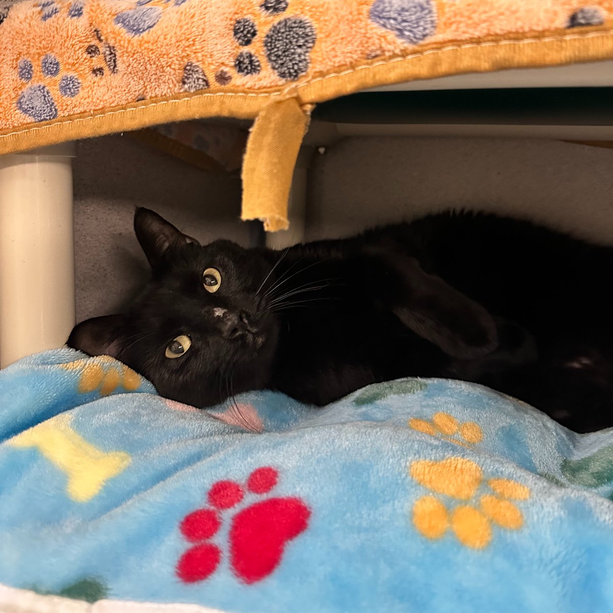 AlexAnimals's tweet photo. Found animals (part 1 of 2)! If you have information about these animals or if one is your lost pet, email info@alexandriaanimals.org or call 703.746.4774. #alexanimals #alexandriava #foundanimals https://t.co/06AMuqAIve