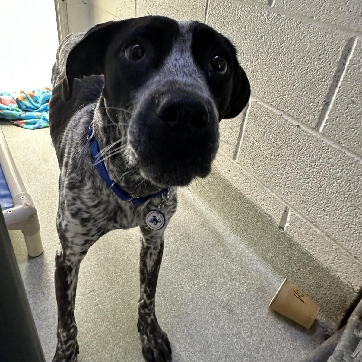 AlexAnimals's tweet photo. Found animals (part 1 of 2)! If you have information about these animals or if one is your lost pet, email info@alexandriaanimals.org or call 703.746.4774. #alexanimals #alexandriava #foundanimals https://t.co/06AMuqAIve