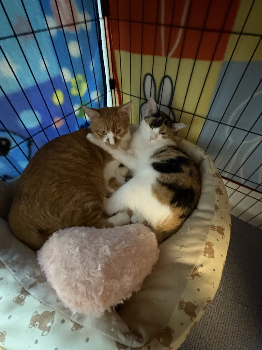 healthyoniku's tweet photo. 【拡散希望】
猫を飼っている方へ緊急のお願いです
わが家の猫が急性腎不全となり、透析治療を行います。
都内病院にて、🅱️型の猫様の輸血ドナーを探しております。皆様のお力を貸してください。
#拡散希望 #保護猫 #猫好きさんと繋がりたい https://t.co/sILC6nGfTy