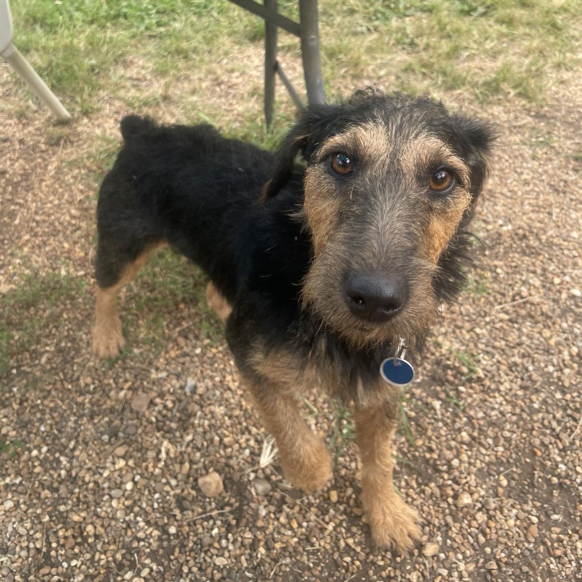 AlexAnimals's tweet photo. Found animals (part 2 of 2)! If you have information about these animals or if one is your lost pet, email info@alexandriaanimals.org or call 703.746.4774. #alexanimals #alexandriava #foundanimals https://t.co/CFKiQkKDFy