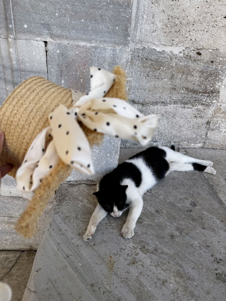 TheIMNetwork's tweet image. 