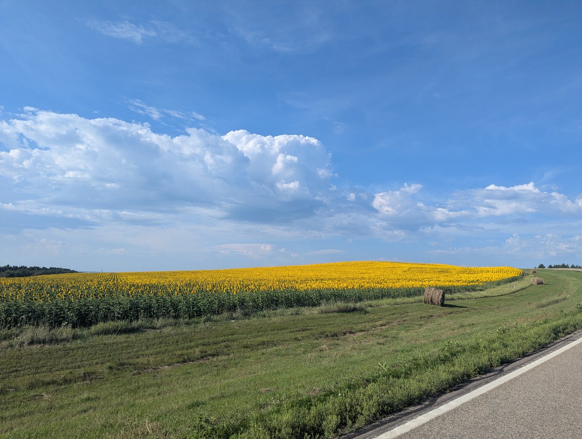 Sunflowers aren’t just beautiful—they’re a valuable part of North Dakota’s crop rotation. 🌻
They help break pest cycles, improve soil health, and bring a unique market value.
Fields like this show the versatility and productivity of farmland.

#Sunflowers #NorthDakota #SPECS