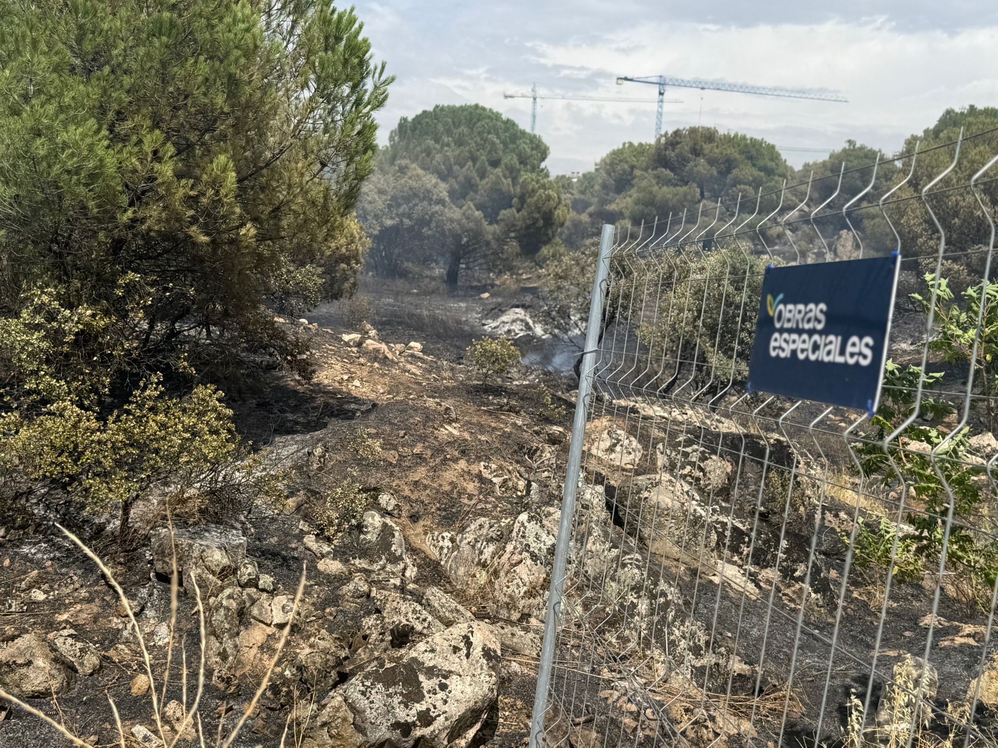 Foto cedida por Ayuntamiento de Torrelodones