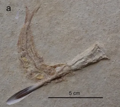 PaleontologieFr's tweet photo. Avez-vous déjà vu :
Des #poissons #fossiles 🐟morts étouffés par des #bélemnites ? Maintenant, oui. haha
Plusieurs spécimens dans ce cas ont été retrouvés sur le site de #Solnhofen 🇩🇪 !
#Jurassique #Actinopterygii #Tharsis 

📰https://t.co/MnHKDSWhyt

https://t.co/gvarnnR0Kj https://t.co/cutc4PJI6Z