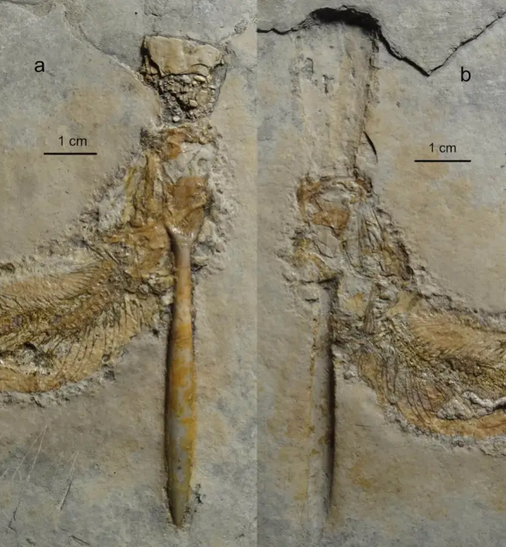 PaleontologieFr's tweet photo. Avez-vous déjà vu :
Des #poissons #fossiles 🐟morts étouffés par des #bélemnites ? Maintenant, oui. haha
Plusieurs spécimens dans ce cas ont été retrouvés sur le site de #Solnhofen 🇩🇪 !
#Jurassique #Actinopterygii #Tharsis 

📰https://t.co/MnHKDSWhyt

https://t.co/gvarnnR0Kj https://t.co/cutc4PJI6Z