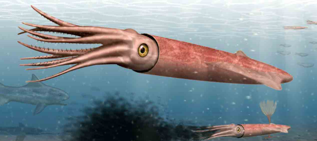 PaleontologieFr's tweet photo. Avez-vous déjà vu :
Des #poissons #fossiles 🐟morts étouffés par des #bélemnites ? Maintenant, oui. haha
Plusieurs spécimens dans ce cas ont été retrouvés sur le site de #Solnhofen 🇩🇪 !
#Jurassique #Actinopterygii #Tharsis 

📰https://t.co/MnHKDSWhyt

https://t.co/gvarnnR0Kj https://t.co/cutc4PJI6Z