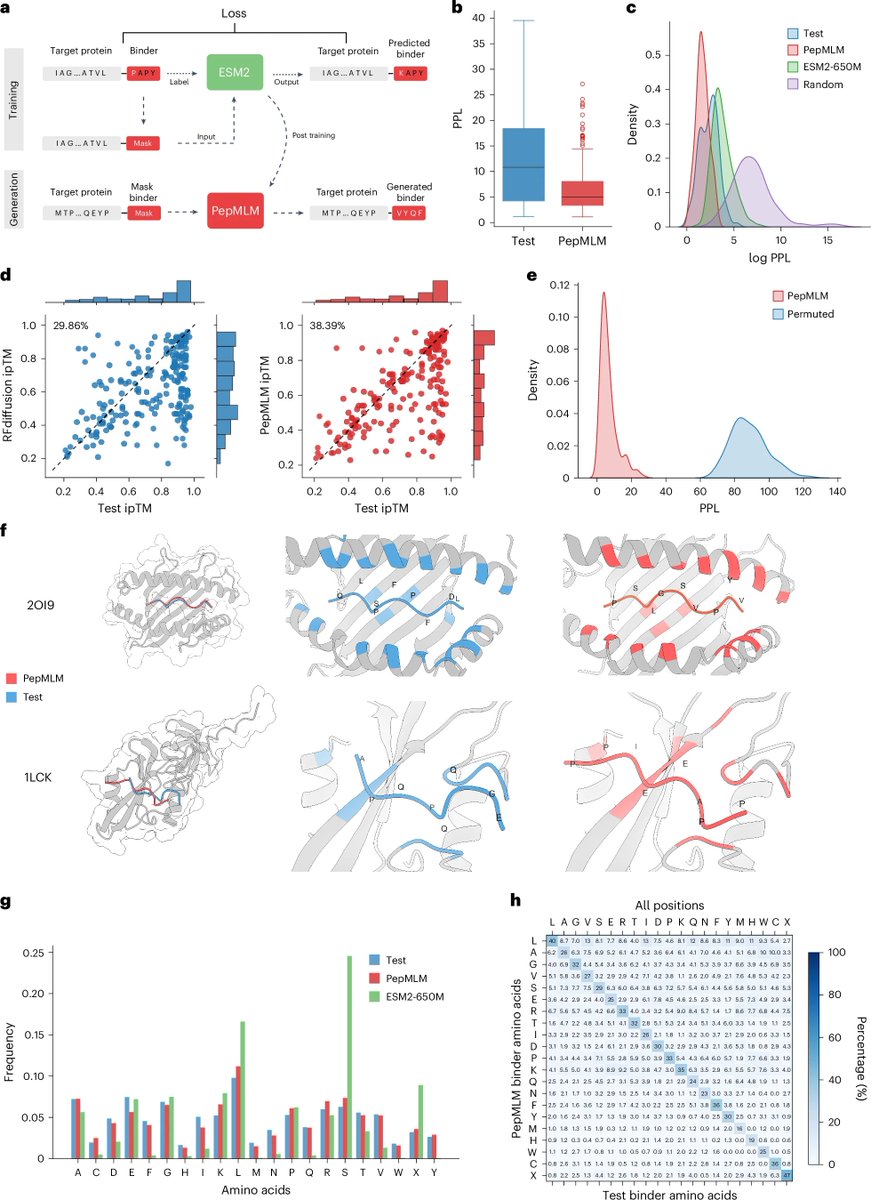 Leo Zang (@leotz03) on Twitter photo Happy to announce that PepMLM is now published in Nature Biotechnology <a href="/NatureBiotech/">Nature Biotechnology</a> after 2.5 years (in the pre-RFDiffusion era 🥲)
A brief recap: We simply concatenate the target protein sequence with the peptide binder sequence, mask the whole binder region, and fine-tune Happy to announce that PepMLM is now published in Nature Biotechnology <a href="/NatureBiotech/">Nature Biotechnology</a> after 2.5 years (in the pre-RFDiffusion era 🥲)
A brief recap: We simply concatenate the target protein sequence with the peptide binder sequence, mask the whole binder region, and fine-tune