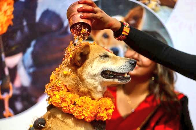 Nepal has 27 lakh stray dogs. Nobody is hyper about them in that country. No judges are passing irrational orders. In fact, people of Nepal worship dogs on Kukur Tihar every year.

Something has gone wrong with Indians.