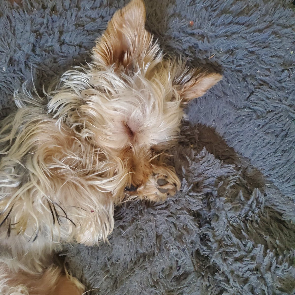 Hyrulais 🐶 duerme. Ya puedo grabar la voz del siguiente video 🤩