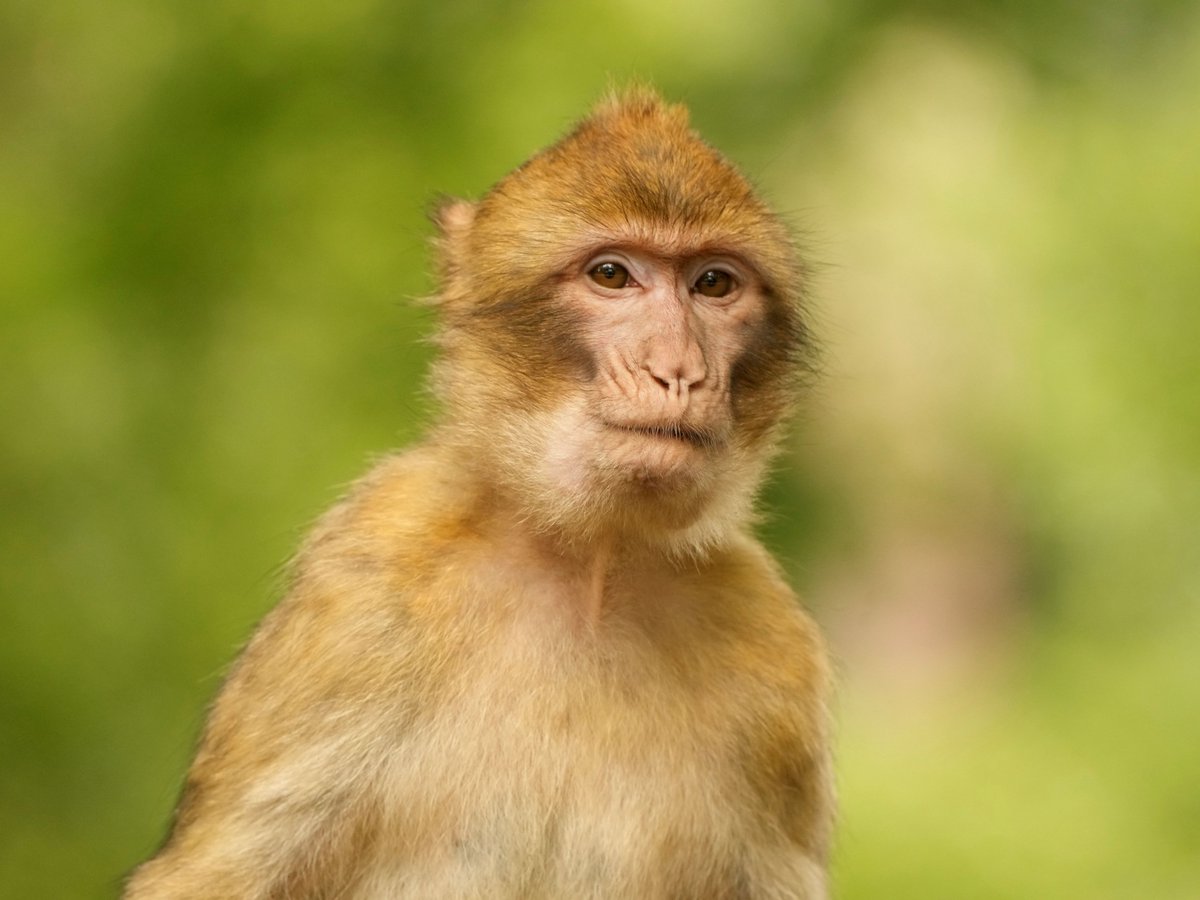 Trentham Monkey Forest tweet media