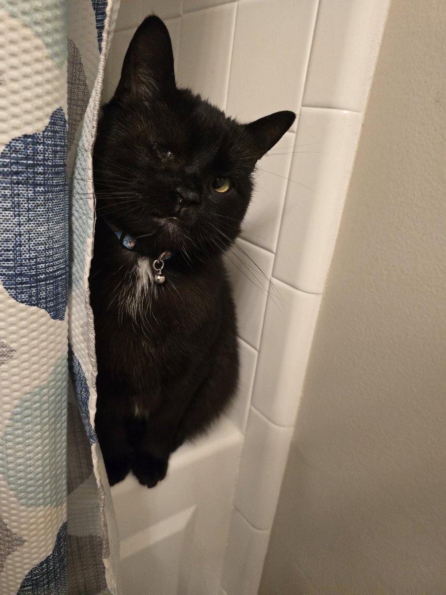 Porchthecat's tweet photo. I had to go to the vet for emergency testing, it cost 302 US dollars, if anyone can help off set the cost at all pls donate if you can!
https://t.co/1iIKDDfsE7 https://t.co/4ahO9VGsVC