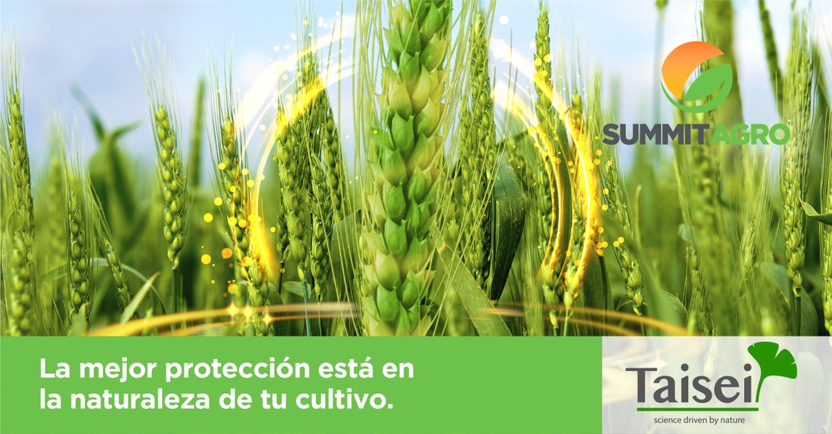 🌾Para tu cultivo de trigo, te acercamos Taisei: un bioinductor que activa en tu cultivo su máximo potencial de defensa, generando un escudo de aminoácidos que lo protege frente a cualquier patógeno o estrés ambiental. 
Elegí Taisei, elegí evolución para tu cultivo. 
Visitá