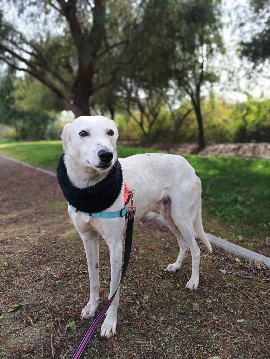 Éste hermosuro Galguito rescatado busca familia, es un maravilloso! Quieres ayudar a cambiar su vida? Stgo. Contacto +56 9 5006 9890