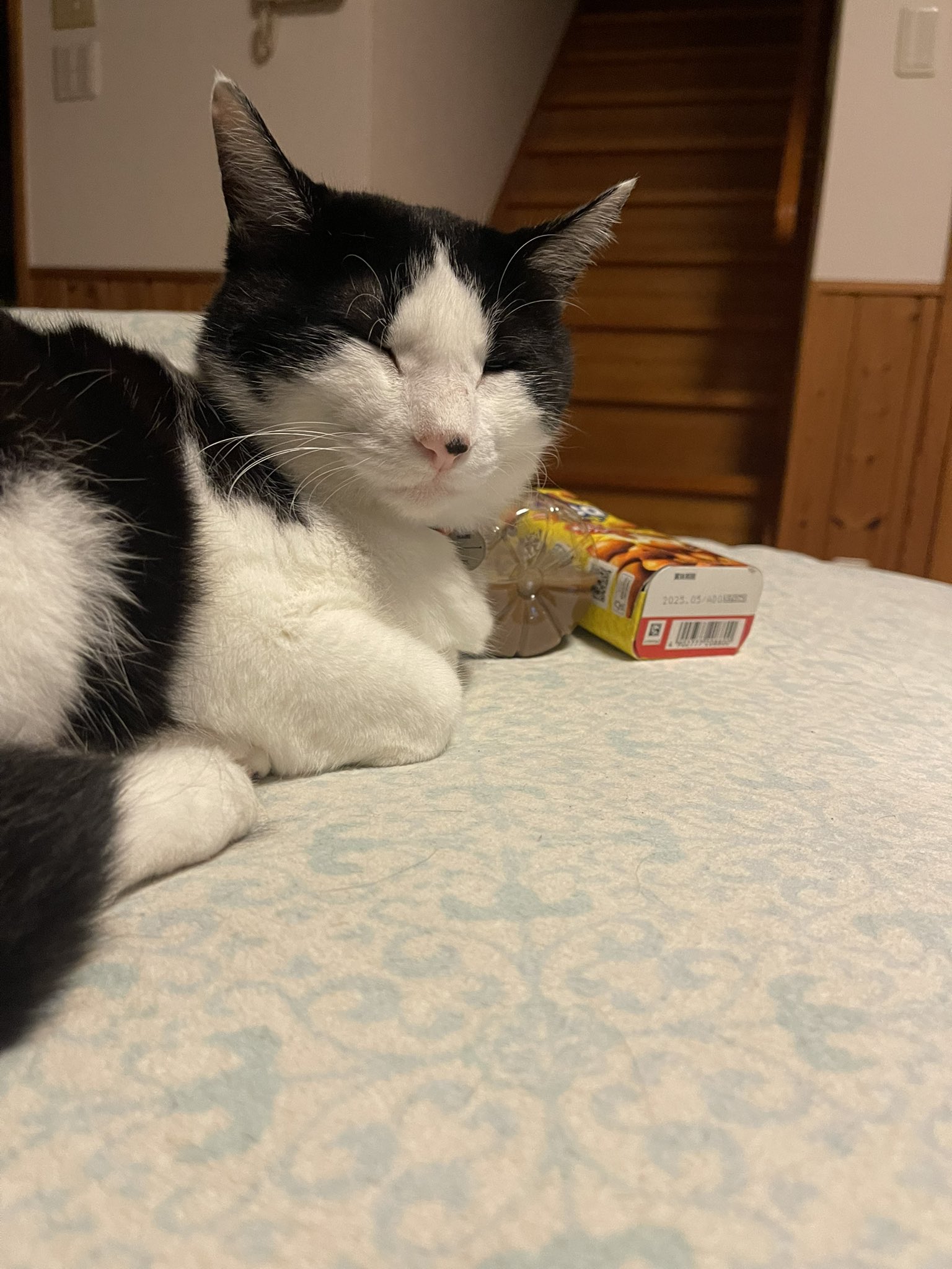 トラミねこ 4994527878104_c999_a001_ps.jpg