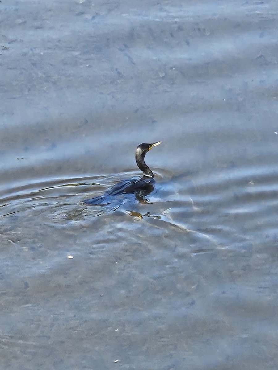 Stumpelrilz's tweet image. Kleine Begegnung im Städtchen. #Kormoran