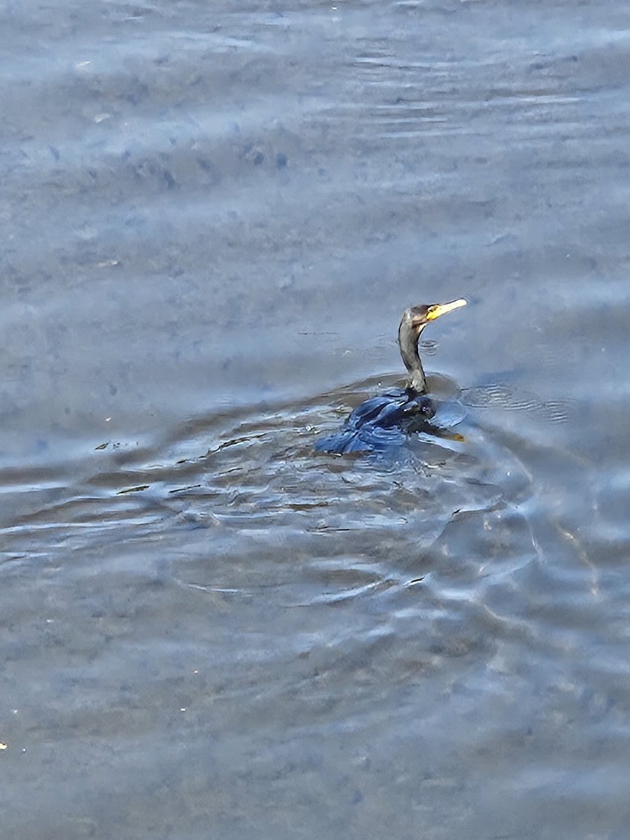 Stumpelrilz's tweet image. Kleine Begegnung im Städtchen. #Kormoran