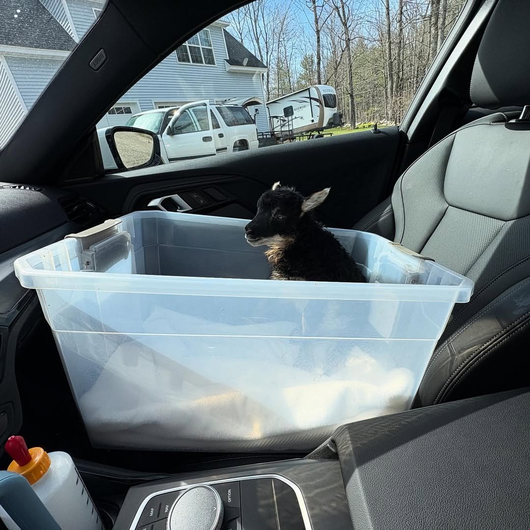 AmyLove88291223's tweet image. With my new little buddy
#recap #april2025 #babylamb #welcomecurly