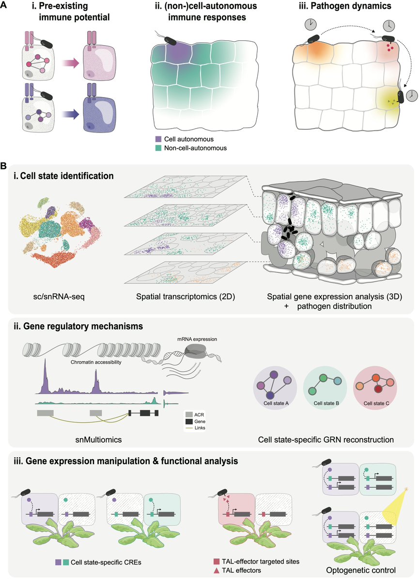 Tatsuya Nobori (@nobolly) on Twitter photo How can we better understand the plant immune system? In my new <a href="/cellhostmicrobe/">Cell Host & Microbe</a> piece, I propose “immune cell states” as a framework for uniting molecular and cellular perspectives.
cell.com/cell-host-micr… How can we better understand the plant immune system? In my new <a href="/cellhostmicrobe/">Cell Host & Microbe</a> piece, I propose “immune cell states” as a framework for uniting molecular and cellular perspectives.
cell.com/cell-host-micr…