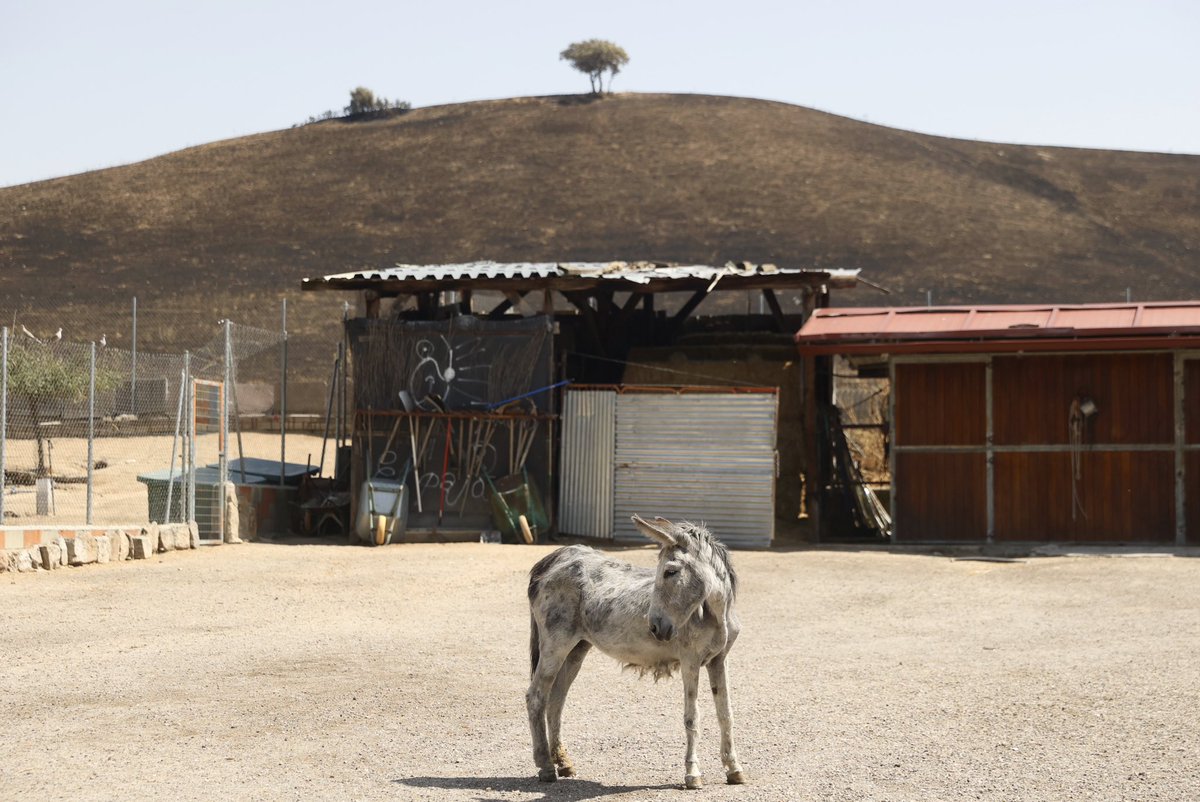 mariomron's tweet photo. Burrolandia (Tres Cantos) estuvo a punto de ser devorada por las llamas del incendio que asoló Madrid hace unos días.

©️EFE / Mario Morón https://t.co/eDebBKNnjk