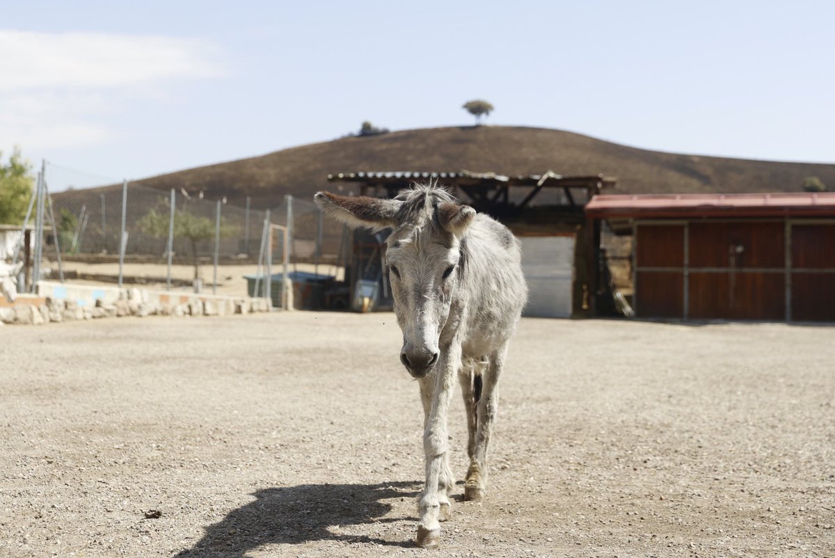 mariomron's tweet photo. Burrolandia (Tres Cantos) estuvo a punto de ser devorada por las llamas del incendio que asoló Madrid hace unos días.

©️EFE / Mario Morón https://t.co/eDebBKNnjk