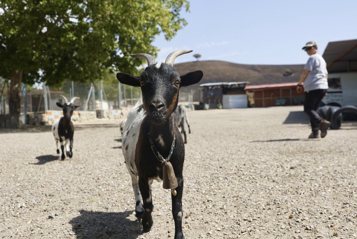 mariomron's tweet photo. Burrolandia (Tres Cantos) estuvo a punto de ser devorada por las llamas del incendio que asoló Madrid hace unos días.

©️EFE / Mario Morón https://t.co/eDebBKNnjk