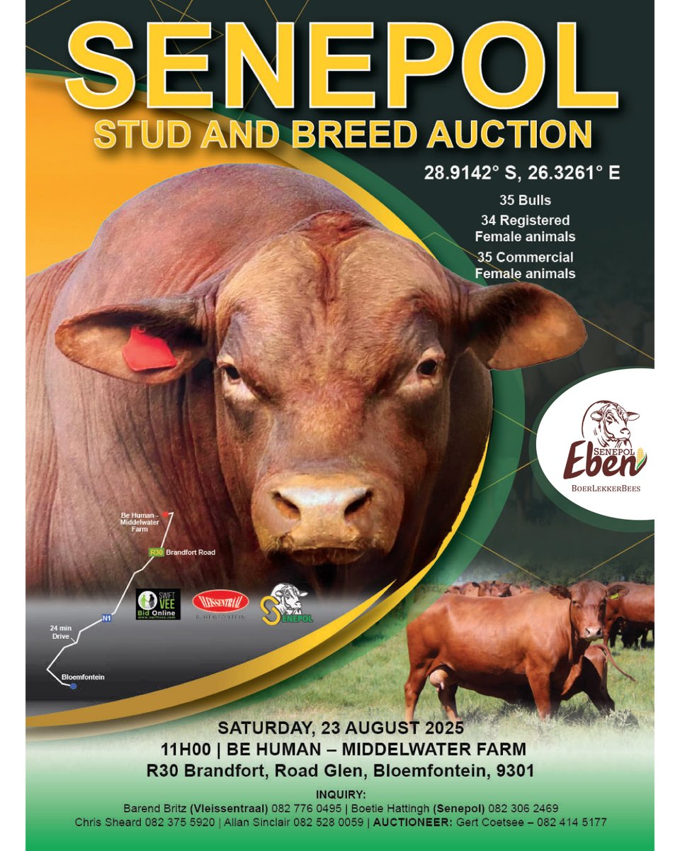 Stockfarmmag's tweet photo. The #Senepol Cattle Breeders Society eagerly invites you to their national auction on 23 August. 35 bulls, 34 registered female animals and 35 commercial female animals will be offered at the Be Human venue, Middelwater farm. Click here for more: https://t.co/b4cgKdMAgw https://t.co/VeWx980coV