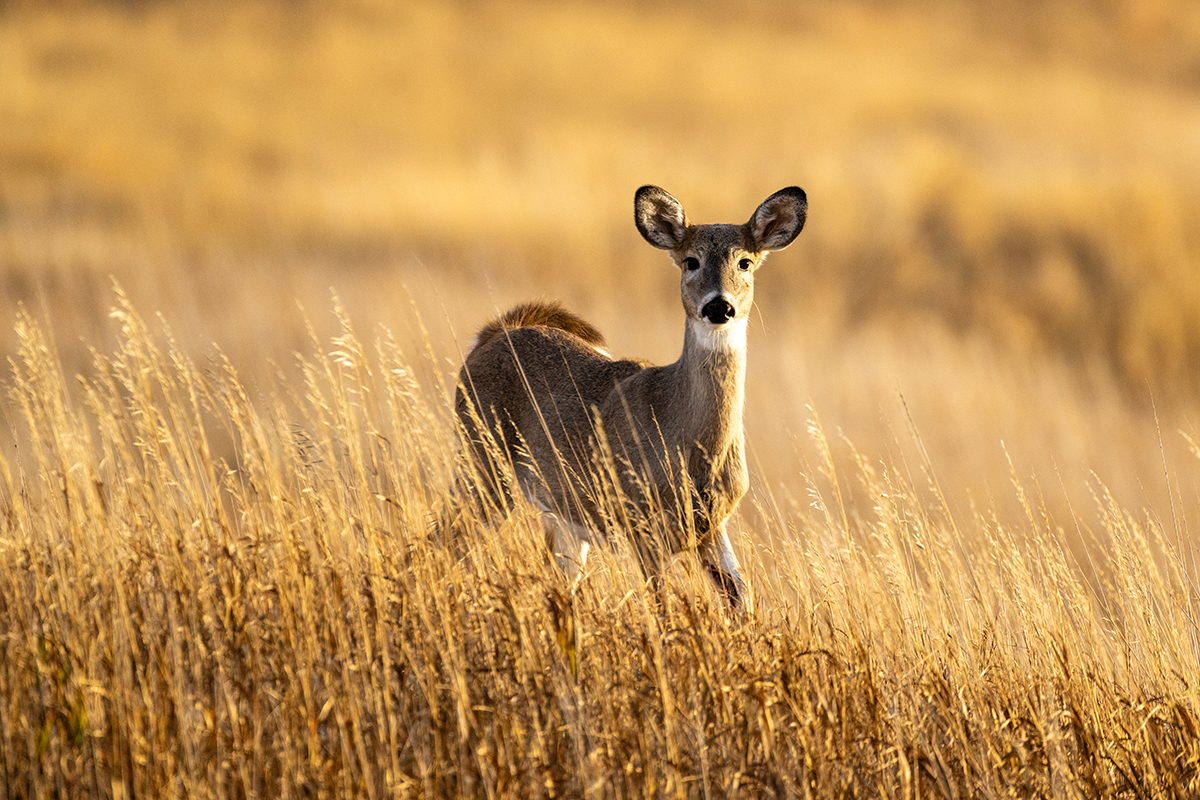 Nebraska Game and Parks (@negameandparks) on Twitter photo Nebraskans who want to donate or receive harvested deer can participate in the Deer Exchange. 🦌
This program brings together hunters who have a surplus of deer with recipients willing to accept the deer meat.
Learn more: brnw.ch/21wUSYg
📸: <a href="/NEBland_Haag/">Justin Haag, NGPC</a> Nebraskans who want to donate or receive harvested deer can participate in the Deer Exchange. 🦌
This program brings together hunters who have a surplus of deer with recipients willing to accept the deer meat.
Learn more: brnw.ch/21wUSYg
📸: <a href="/NEBland_Haag/">Justin Haag, NGPC</a>