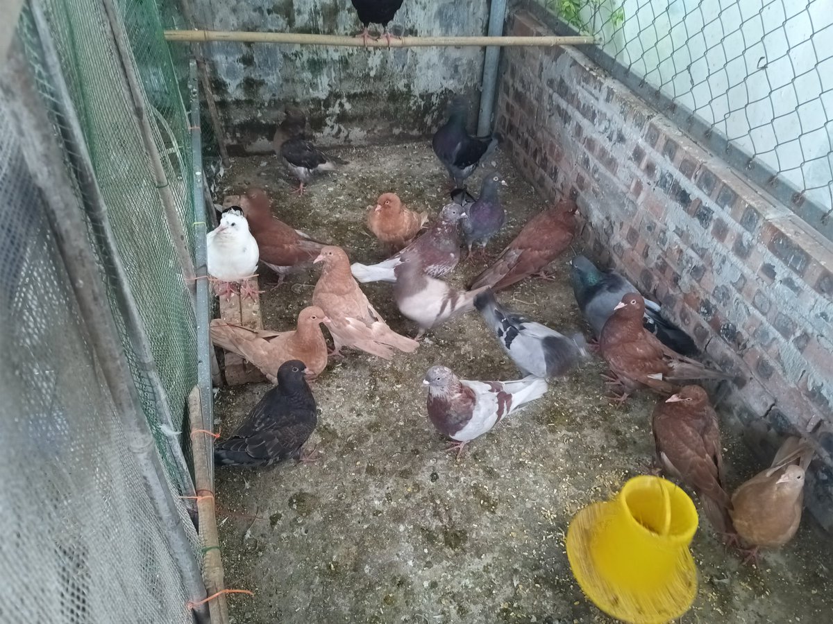 ducmo18's tweet image. Đàn gà con