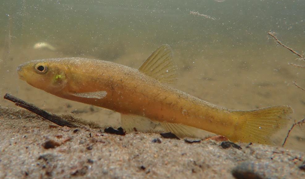1/2 The cutlip minnow is a freshwater fish found in Ontario and Quebec, specifically in the St. Lawrence River and a number of its tributaries.