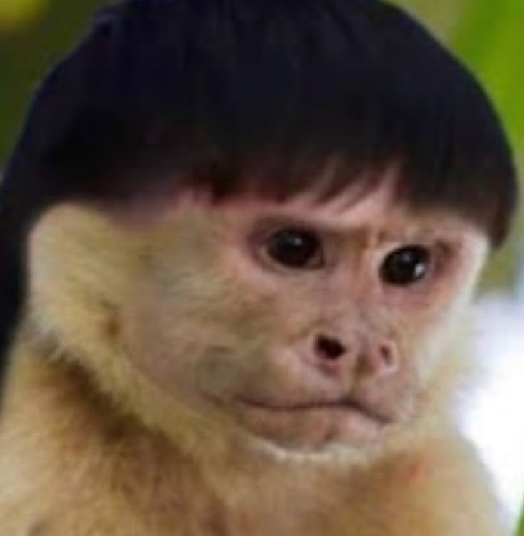 acervopisca's tweet photo. animal                                           real life https://t.co/NgLn1NMXMj