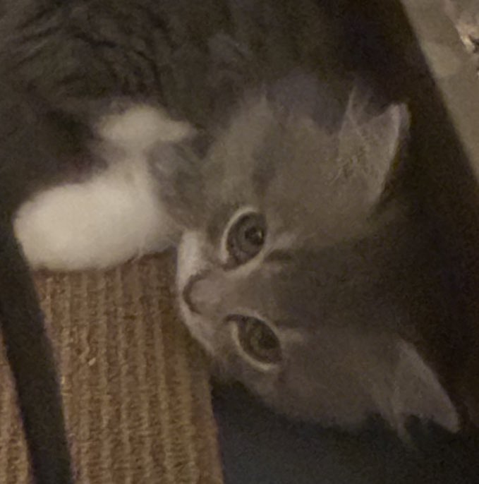 死ヰメロアンチ (@c_melo_mazari) on Twitter photo 