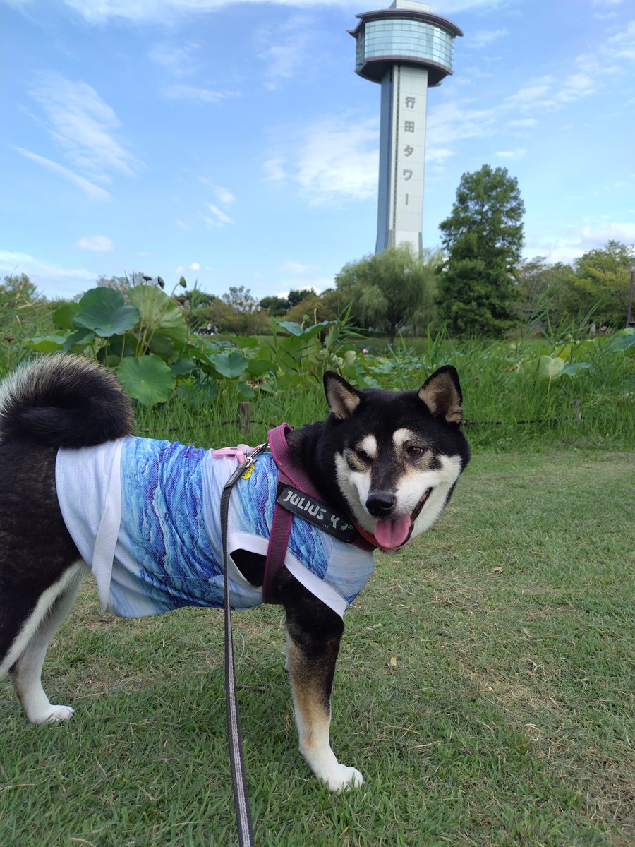 yipo121's tweet image. ちょっとだけ久々のお出かけ。
ぎょーだタワーと、覗き見したけど、ほとんどわからない、田んぼアート。