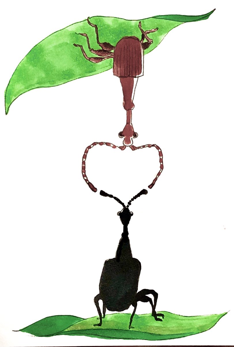 ちいさきぞうむし (@wewillb_weevils) on Twitter photo 