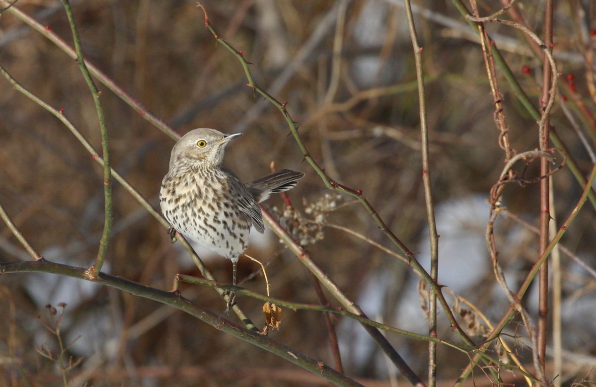 Birding University tweet media